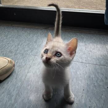 DANDELION -  Domestic Short Hair Cat for Adoption in Kyle, Texas - DANDELION | PetCurious