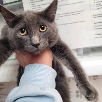 Misty -  Domestic Medium Hair Cat for Adoption in Belfair, Washington - Misty | PetCurious