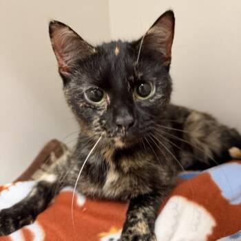 Domestic Short Hair Cats Available for Adoption - Carmen | PetCurious