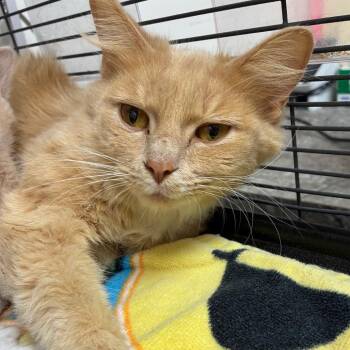 Domestic Long Hair Cats Available for Adoption in Birmingham, Alabama - Lanita | PetCurious