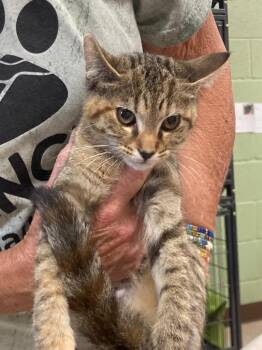 Gitchee Goo -  Domestic Short Hair Cat for Adoption in Burnsville, North Carolina - Gitchee Goo | PetCurious