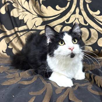 TURKEY -  Domestic Long Hair Cat for Adoption in Ben Avon, Pennsylvania - TURKEY | PetCurious