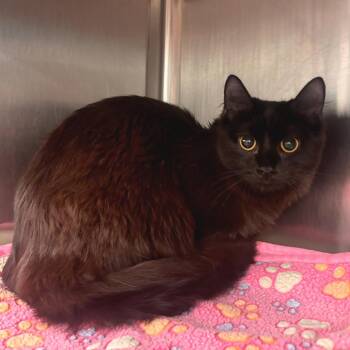 Domestic Medium Hair Cats Available for Adoption - Madame Fluffington | PetCurious