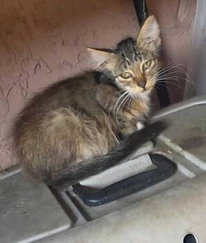Scar -  Maine Coon and Domestic Medium Hair Cat for Adoption in New Braunfels, Texas - Scar | PetCurious