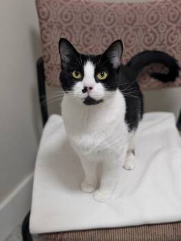 Teagan -  Domestic Short Hair Cat for Adoption in Duxbury, Massachusetts - Teagan | PetCurious
