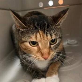 Domestic Short Hair Cats Available for Adoption - Tuna | PetCurious