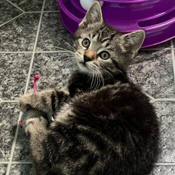 Muffin -  Domestic Short Hair Cat for Adoption in Johnson City, Tennessee - Muffin | PetCurious