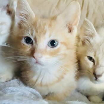 Rescue Domestic Short Hair Cats for Adoption in Volcano, Hawaii - Calcifer (COH-A-65251) | PetCurious