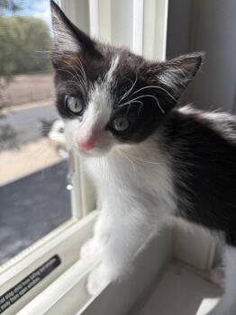 Yin -  Domestic Short Hair Cat for Adoption in Denver, Colorado - Yin | PetCurious
