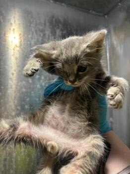 Domestic Short Hair Cats Available for Adoption in San Antonio, Texas - SOKKA | PetCurious