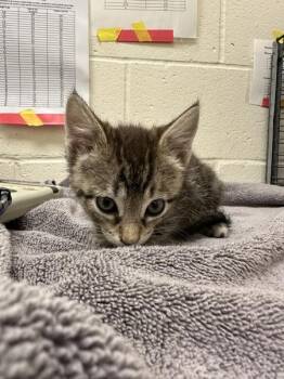 Judy -  Domestic Short Hair Cat for Adoption in Santa Rosa, California - Judy | PetCurious