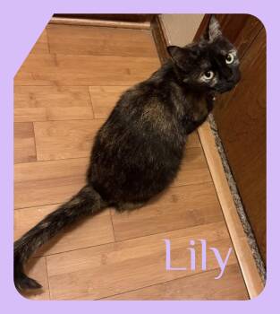 LILY -  Tortoiseshell Cat for Adoption in Lawton, Oklahoma - LILY | PetCurious