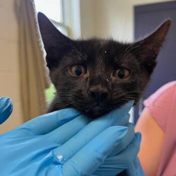 Domestic Short Hair Cats Available for Adoption in Charlottesville, Virginia - Fanta-sea | PetCurious