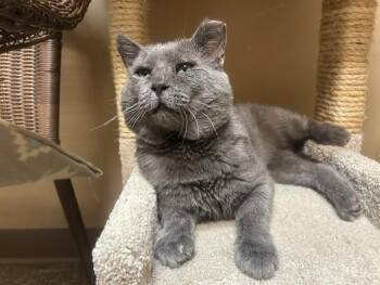 Curry -  Domestic Short Hair Cat for Adoption in Chicago, Illinois - Curry | PetCurious