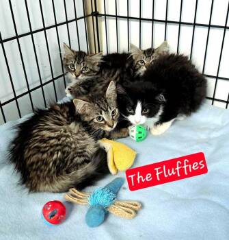 4 Fluffy kittens -  Domestic Long Hair Cat for Adoption in Jessup, Maryland - 4 Fluffy Kittens | PetCurious