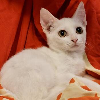 Macchiato (bonded to Mocha) dog friendly -  Domestic Short Hair and Siamese Cat for Adoption in Austin, Texas - Macchiato (bonded To Mocha) Dog Friendly | PetCurious
