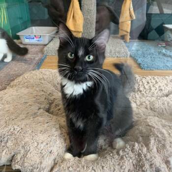 Rescue Domestic Long Hair Cats for Adoption in Kelso, Washington - Tilly | PetCurious