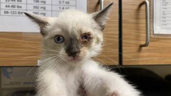 A611041 -  Siamese Cat Available for Adoption in Modesto, California - A611041 | PetCurious