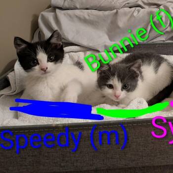 Speedy -  Domestic Short Hair Cat for Adoption in Harrisonburg, Virginia - Speedy | PetCurious