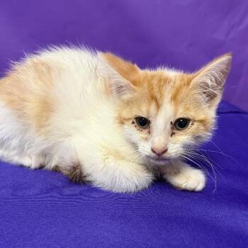 Rosetta -  Domestic Short Hair Cat Available for Adoption in North Myrtle Beach, South Carolina - Rosetta | PetCurious