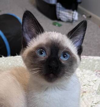 Galaga -  Siamese and Domestic Short Hair Cat Available for Adoption in Lenexa, Kansas - Galaga | PetCurious