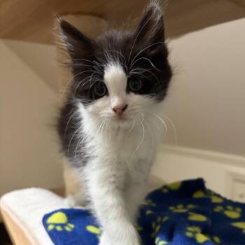 Pollen -  Domestic Short Hair Cat Available for Adoption in Cumming, Georgia - Pollen | PetCurious