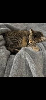 Clement -  Tabby Cat for Adoption in Albuquerque, New Mexico - Clement | PetCurious