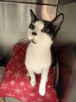 Kayne -  Domestic Short Hair Cat for Adoption in Cincinnati, Ohio - Kayne | PetCurious