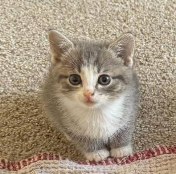 Ruffles -  Domestic Medium Hair Cat for Adoption in College Grove, Tennessee - Ruffles | PetCurious
