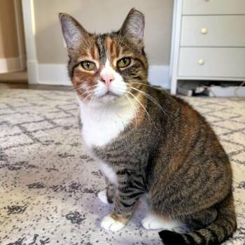 Sweet Pea -  Domestic Short Hair Cat for Adoption - Sweet Pea | PetCurious