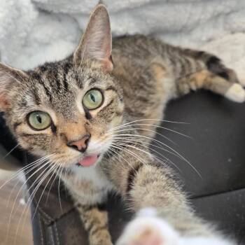 Domestic Short Hair Cats Available for Adoption in Bel Air, Maryland - Tina | PetCurious