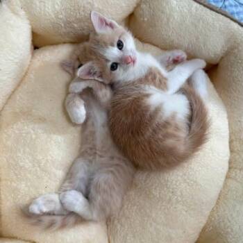 Roller Coaster (Circus Kittens) -  Domestic Short Hair Cat for Adoption in Blanch, North Carolina - Roller Coaster (Circus Kittens) | PetCurious