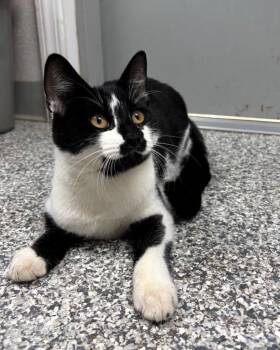 George -  Domestic Short Hair Cat for Adoption in Pomona, New York - George | PetCurious
