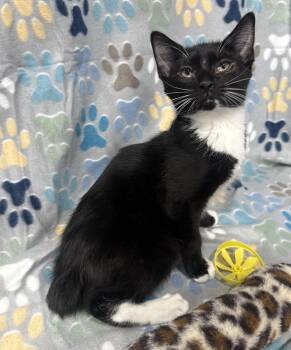 Rescue American Bobtail and Domestic Short Hair Cats for Adoption in Jackson, Georgia - Calvin Klein | PetCurious