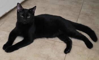Sifuri Nambari -  Domestic Short Hair Cat for Adoption in Chandler, Arizona - Sifuri Nambari | PetCurious