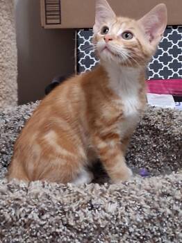 Archie -  Domestic Short Hair Cat for Adoption in Oviedo, Florida - Archie | PetCurious