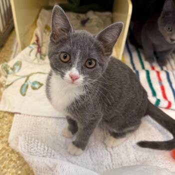Honey Bun -  Domestic Short Hair Cat for Adoption in Goleta, California - Honey Bun | PetCurious