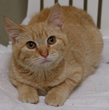 Rescue Domestic Short Hair Cats for Adoption in Verona, Wisconsin - Mittens | PetCurious