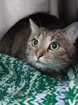 Cordon Bleu -  Domestic Short Hair Cat for Adoption in Winthrop, Maine - Cordon Bleu | PetCurious