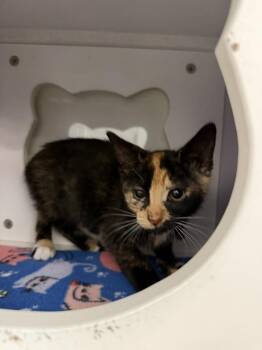 Lady Purrl -  Domestic Short Hair Cat for Adoption in Alafaya, Florida - Lady Purrl | PetCurious