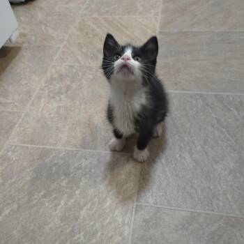 Rescue Domestic Short Hair Cats for Adoption - Plato | PetCurious