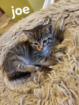Joe, Leo, and Mina -  Domestic Short Hair Cat for Adoption in Leesburg, Virginia - Joe, Leo, And Mina | PetCurious
