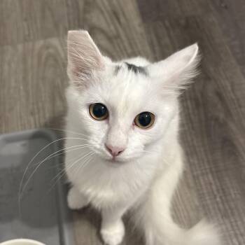 Sunny -  Domestic Medium Hair Cat for Adoption in Cat Spring, Texas - Sunny | PetCurious