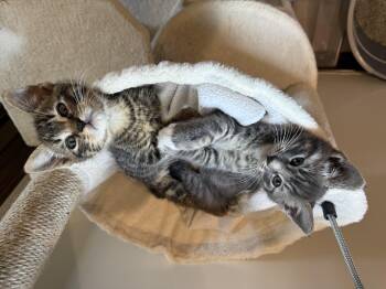 Rescue Domestic Short Hair Cats for Adoption in Los Angeles, California - Starsky & Hutch (bonded Brothers) | PetCurious
