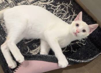 Dusty (cottonball cutie) -  Siamese and Domestic Short Hair Cat for Adoption in Houston, Texas - Dusty (cottonball Cutie) | PetCurious