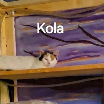 Domestic Short Hair Cats Available for Adoption - Kola | PetCurious