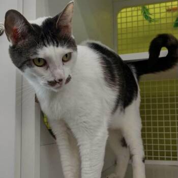 Ollie -  American Shorthair Cat for Adoption in Lancaster, South Carolina - Ollie | PetCurious