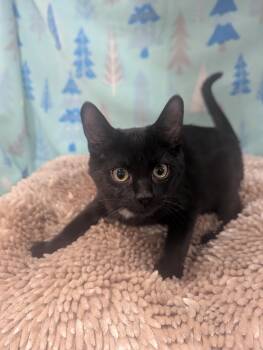 Rescue Domestic Short Hair Cats for Adoption in Medford Lakes, New Jersey - Spruce | PetCurious