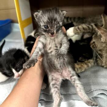 Domestic Short Hair Cats Available for Adoption in Long Beach, California - Boone | PetCurious