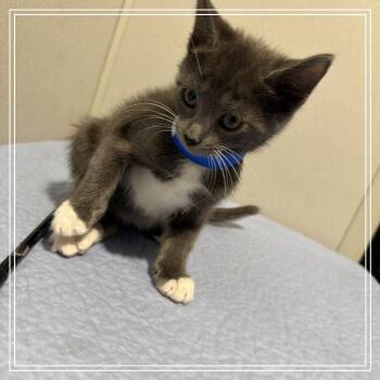 Wade -  Domestic Short Hair Cat for Adoption in Tampa, Florida - Wade | PetCurious